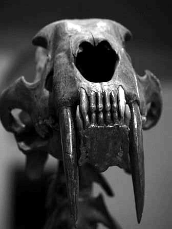 Smilodon - Teeth