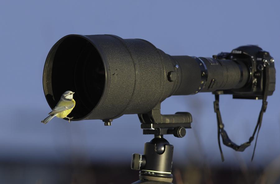 Bird and lens