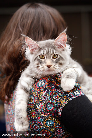 Black silver Tabby