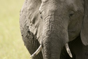 Elephant, portrait