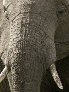 Elephant, portrait<br>(Copyright 2008 Yves Roumazeilles)