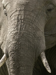 Éléphant, portrait<br>(Copyright 2008 Yves Roumazeilles)