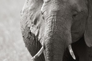 Elephant, portrait<br>(Copyright 2008 Yves Roumazeilles)