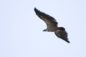 Vulture