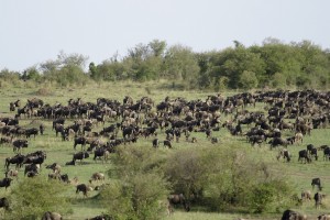 Gnu's great migration (Copyright 2008 Yves Roumazeilles)