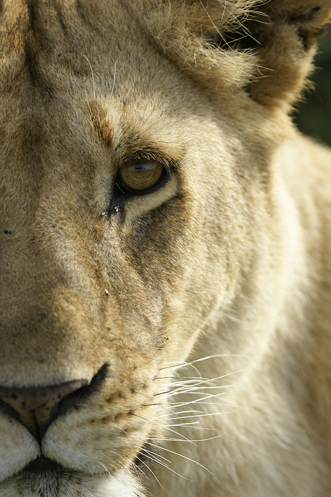 Lion portraits