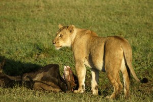 Lionness - Copyright 2008 Yves Roumazeilles