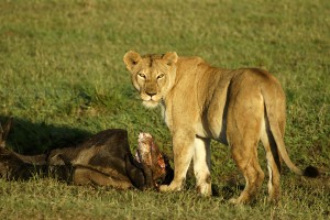 Lionness - Copyright 2008 Yves Roumazeilles