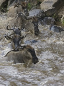 Traversée (crossing) des gnous (Copyright 2008 Yves Roumazeilles)