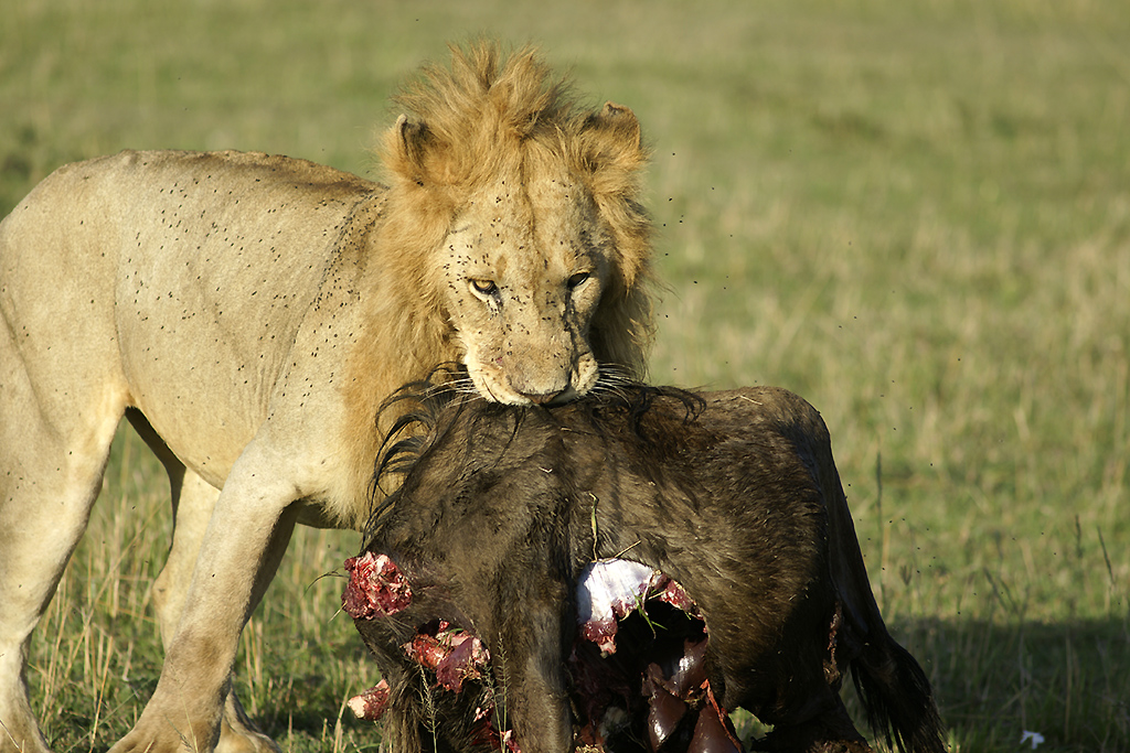 Мясо львов едят