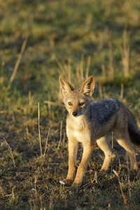 Young black-backed jackal (Copyright 2008 Yves Roumazeilles)