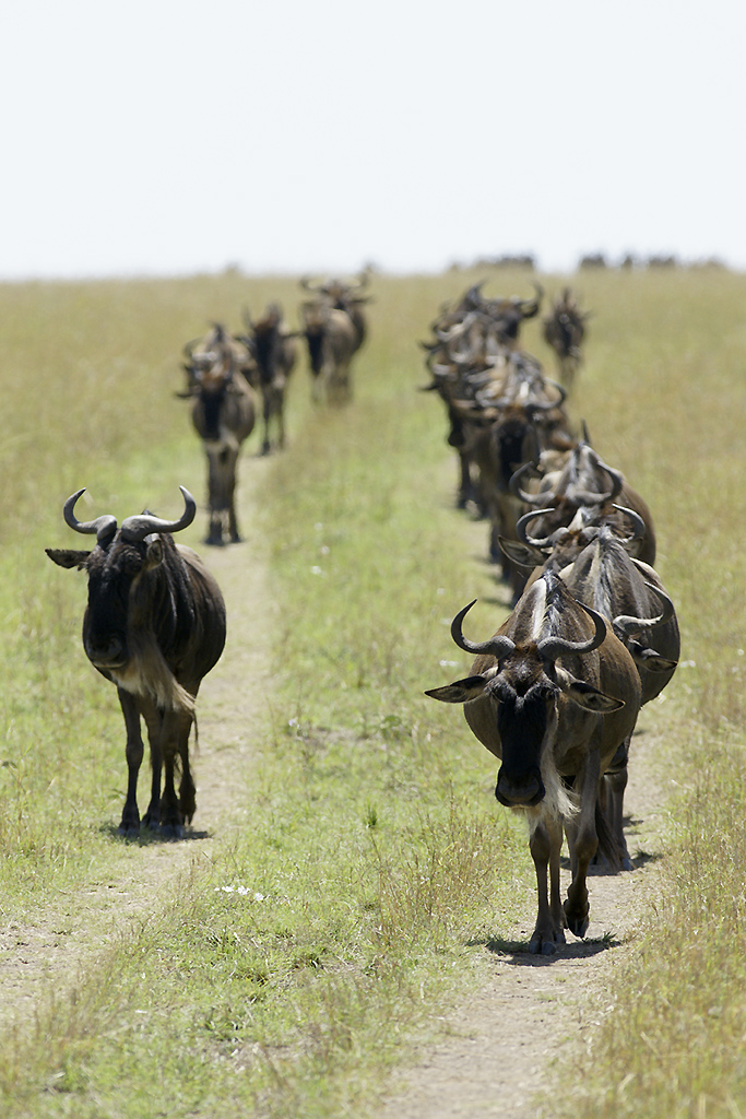 Great migration of gnus