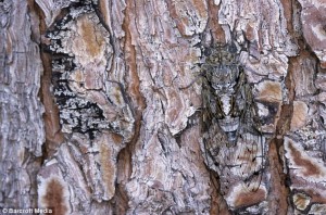 Une cigale grise qui se cache sur l'écorce d'un pin en Provence