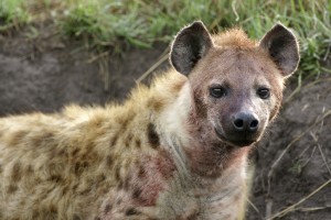 Hyena after lunch