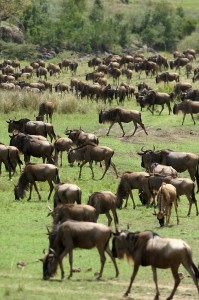 Gnu's great migration (Copyright 2008 Yves Roumazeilles)