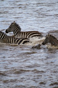 Zèbre contre Crocodile - Rapide approche directe (Copyright 2008 Yves Roumazeilles)