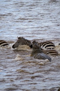 Zèbre contre Crocodile - Prise (Copyright 2008 Yves Roumazeilles)