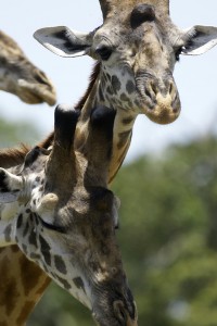 Giraffes from Kenya