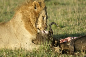 Lion’s lunch