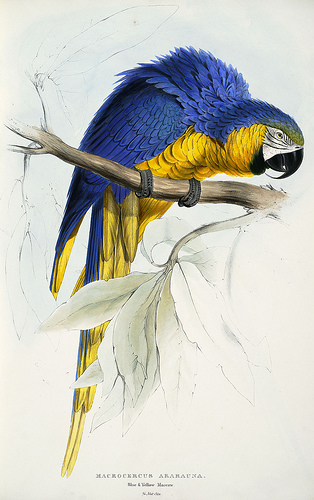 Macrocercus ararauna - Ara bleu