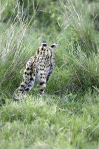 Serval - Copyright (C) 2008 - Yves Roumazeilles