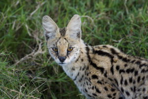 Serval - Copyright (C) 2008 - Yves Roumazeilles