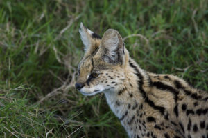 Serval - Copyright (C) 2008 - Yves Roumazeilles