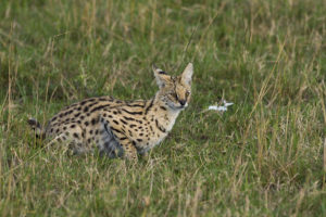 Serval - Copyright (C) 2008 - Yves Roumazeilles