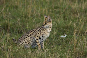 Serval - Copyright (C) 2008 - Yves Roumazeilles