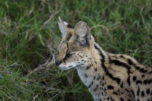 Encounter with a wild cat in Kenya