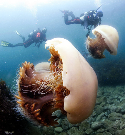 The invasion of the Giant Jellyfish