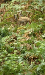 Roe deers in the ferns