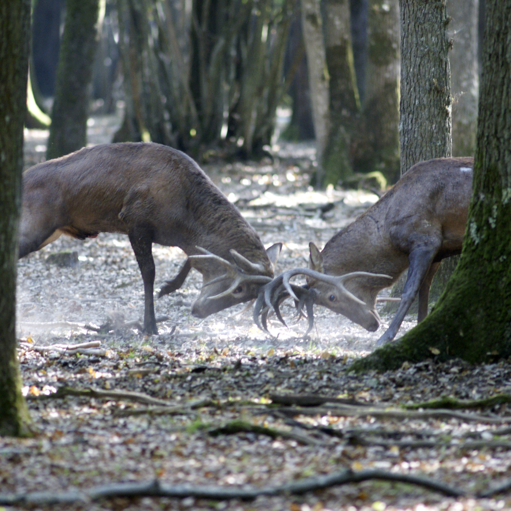 Red deers in rut