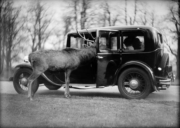 Deer and car