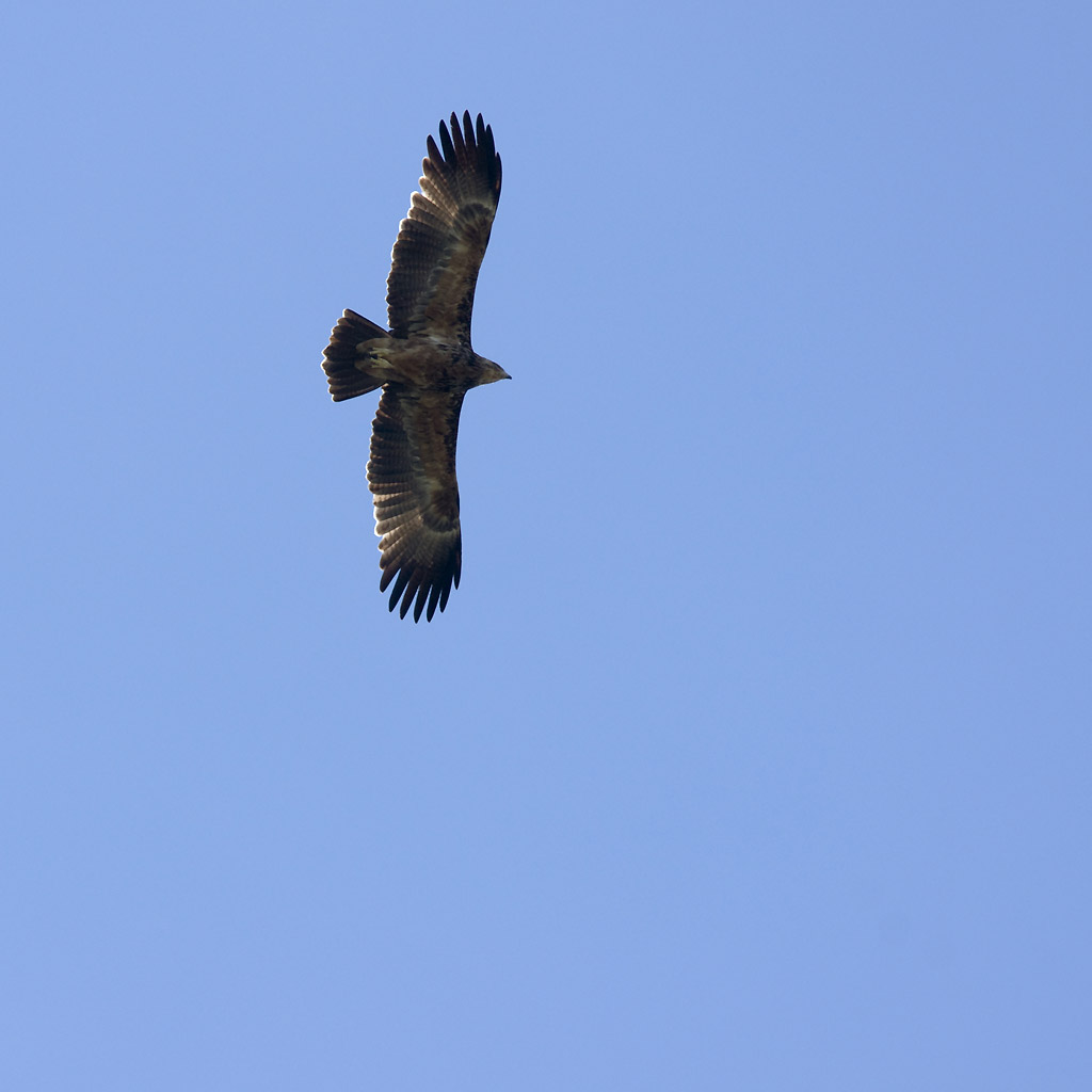 Eagles from Botswana