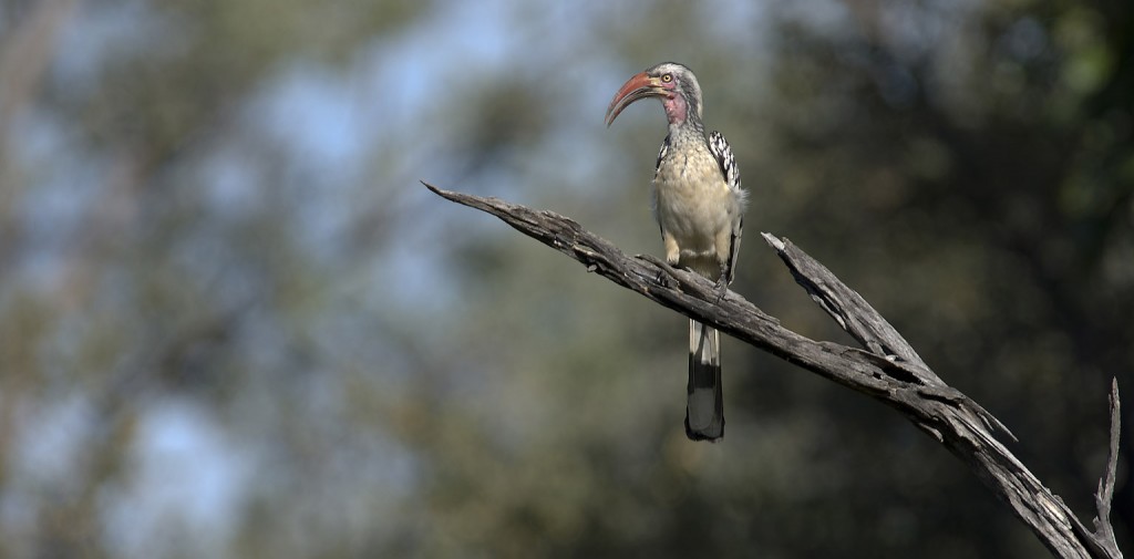 Red-billed hornbill