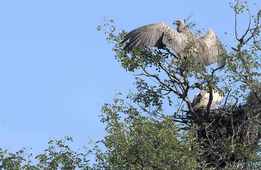 (African) White-backed vulture