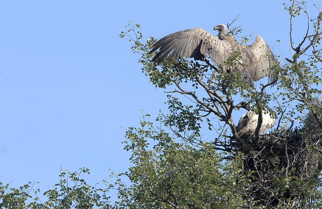 Africain White-backed Vulture (Botswana)