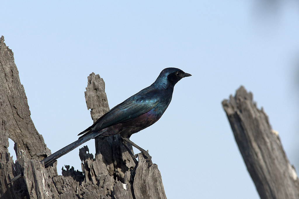 Burchell’s Glossy starling