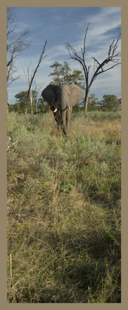 Elephants of Botswana