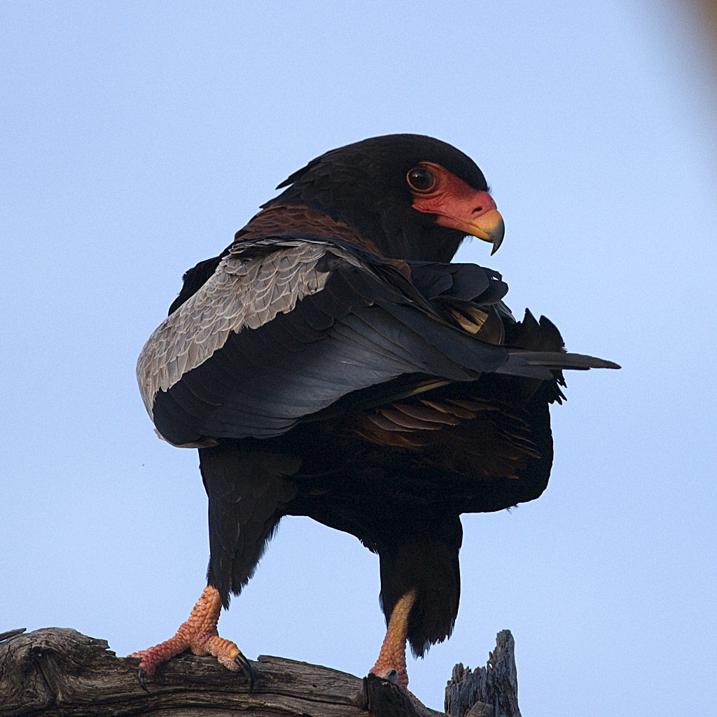 Bateleur Eagles from Botswana