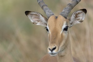 Impala portraits