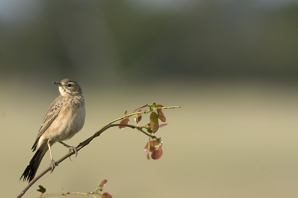 Flappet lark