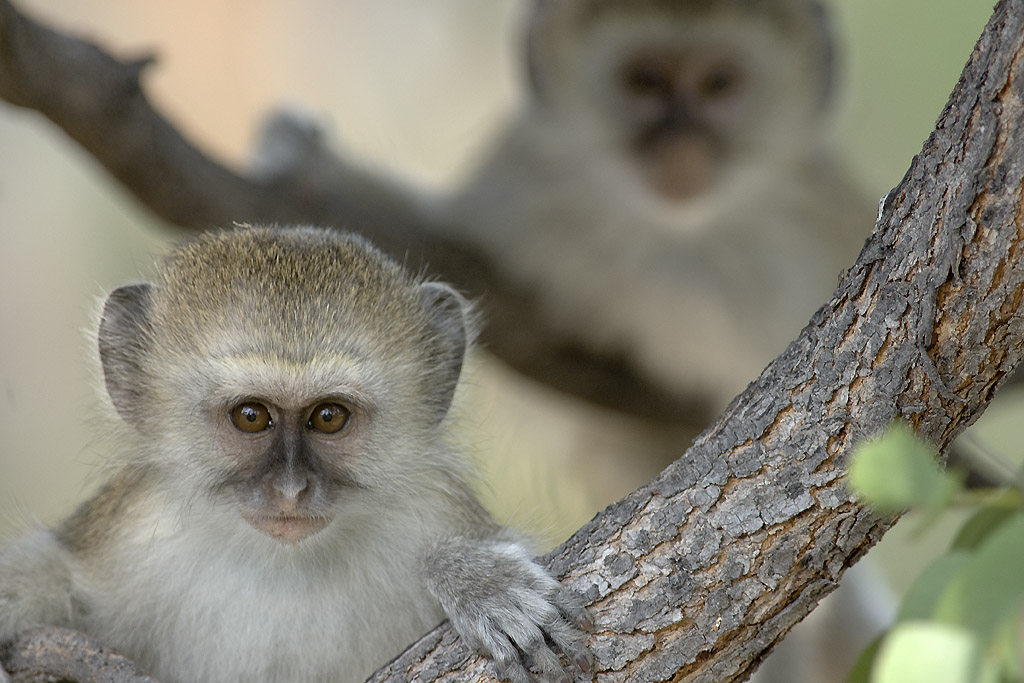 Vervet monkeys