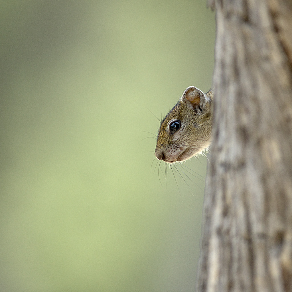 Squirrel in Botswana