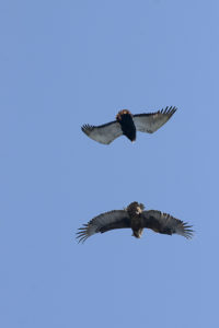 _DSC1733w - Two bateleur eagles