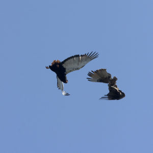 _DSC1735w - Two bateleur eagles