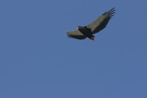 _DSC1753w - Bateleur