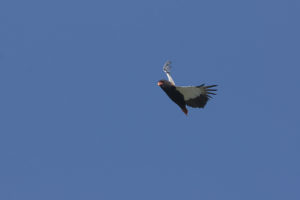 _DSC1754w - Bateleur