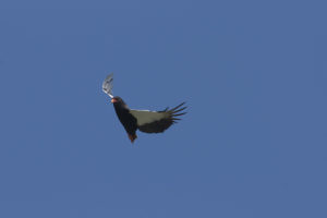 _DSC1755w - Bateleur